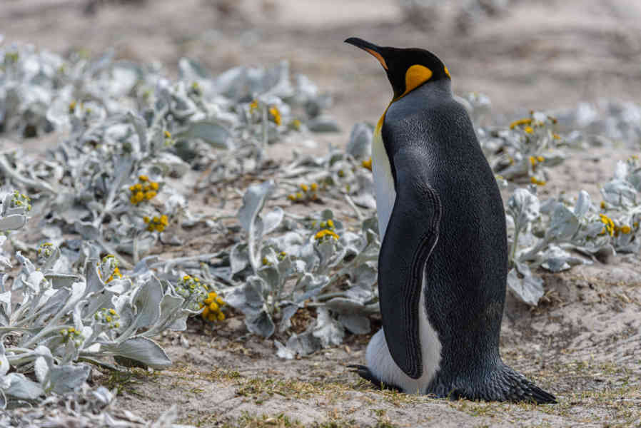 Pingüino Rey - islas Falkland o Malvinas 19.jpg